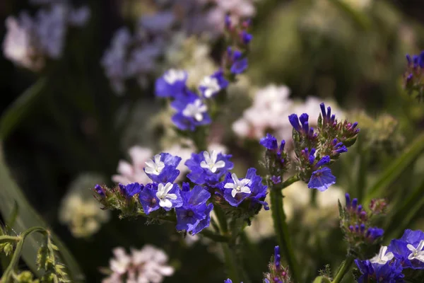 Limonium (Plumbaginaceae) - невеликі білі та сині літні квіти, що ростуть в саду. Тло — стокове фото