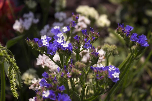 Limonium (Plumbaginaceae) - small white and blue summer flowers grow in the garden, pink dahlia in the backgroun — Stock Photo, Image