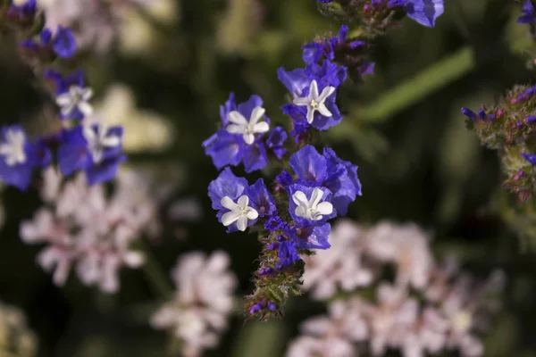 Limonium (Plumbaginaceae) - pequenas flores de verão brancas e azuis no jardim. Contexto — Fotografia de Stock