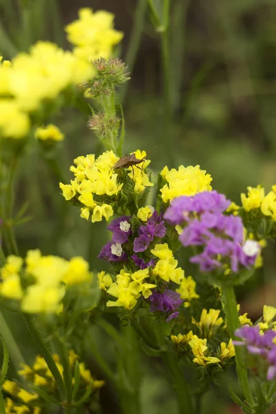 Limonium (Plumbaginaceae) - small yellow and lilac flowers limonium grow and bloom in summer in the garden, stink insect on a flower. Background — Stock Photo, Image