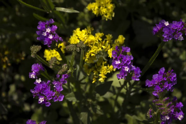 兰花（Plumbaginaceae）-夏天在花园里生长开花的小黄花和丁香花。背景 — 图库照片