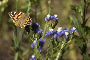 Boyalı Lady kelebek (Vanessa Cardui), kanatları açıldı, polen besleme, beyaz ve mavi çiçekler (Limonium) nekrar toplar. Kanatlı kelebek, üst görünüm, yaz arka plan