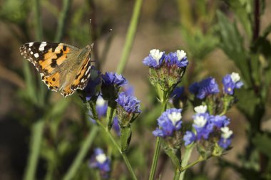 Boyalı Lady kelebek (Vanessa Cardui), kanatları açıldı, polen besleme, beyaz ve mavi çiçekler (Limonium) nekrar toplar. Kanatlı kelebek, üst görünüm, yaz arka plan