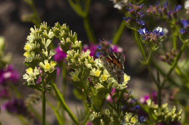 Boyalı Bayan Kelebek (Vanessa Cardui), kanatları kapalı, polenleri besleyen, sarı, mavi ve pembe çiçeklerden nekrar (limonyum) toplar. Kanatlı kelebek, üst görünüm, yaz arkaplanı