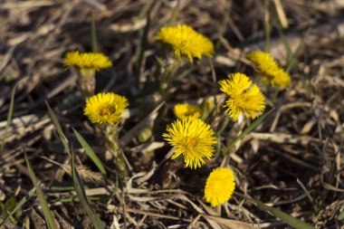 Anne ve üvey - ilk sarı erken Bahar çiçek alanında, kuru ot arasında. Tıbbi bitki topluluğu