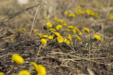 Anne ve üvey - ilk sarı erken Bahar çiçek alanında, kuru ot arasında. Tıbbi bitki topluluğu
