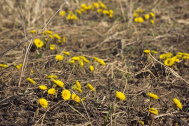 Anne ve üvey - ilk sarı erken Bahar çiçek alanında, kuru ot arasında. Tıbbi bitki topluluğu