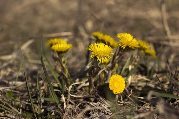 Mother Stepmother First Yellow Early Spring Flower Field Dry Grass — Stock Photo, Image