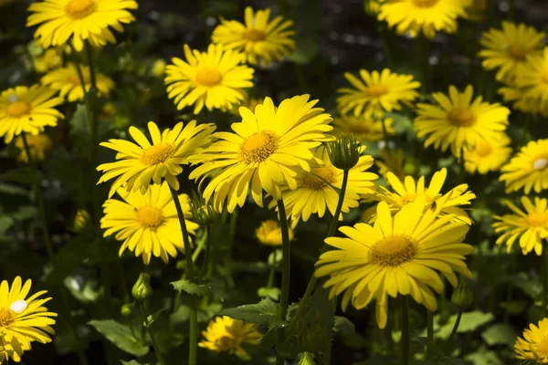 Доронікум Весняний Жовтий Квітка Ропухи Саду Розмиті Прекрасні Квіти Задньому — стокове фото