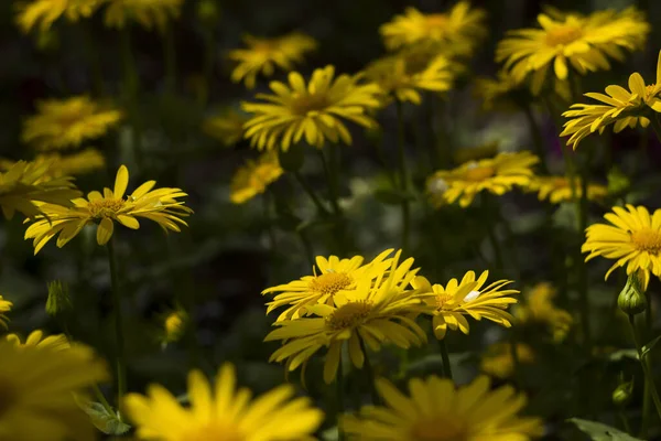 ドロニクム 庭の春の黄色のデイジーの花 背景に美しい花をぼやけて — ストック写真