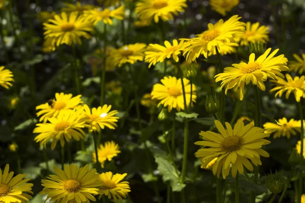 Doronicum Flor Margarita Amarilla Primavera Jardín Flores Hermosas Borrosas Fondo — Foto de Stock