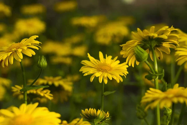 Doronicum Flor Margarita Amarilla Primavera Jardín Flores Hermosas Borrosas Fondo — Foto de Stock