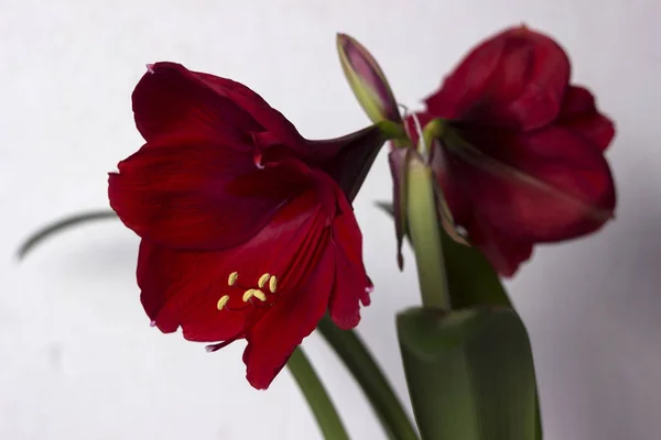Red Amaryllis Flower Blooming Room Lily Blooms Plant Home Nature — Stock Photo, Image