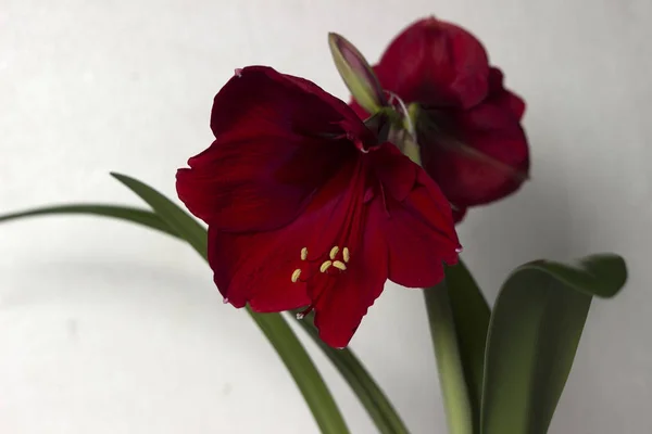 Red Amaryllis Flower Blooming Room Lily Blooms Plant Home Nature — Stock Photo, Image