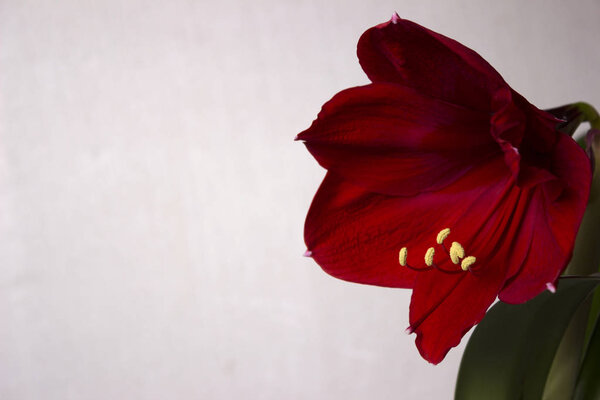 Red blurred amaryllis flower blooming, room Lily blooms, plant at home. Nature, white background.