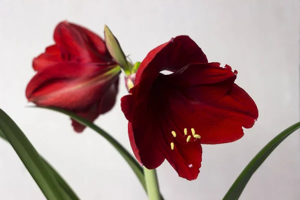 Red Amaryllis Flower Blooming Room Lily Blooms Plant Home Nature — Stock Photo, Image