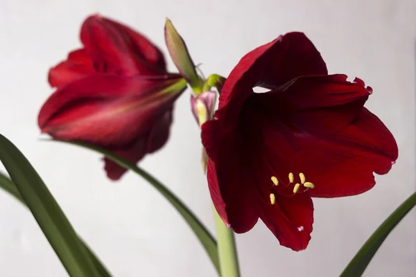 Flor Amaryllis Vermelho Florescendo Quarto Lily Floresce Planta Casa Natureza — Fotografia de Stock