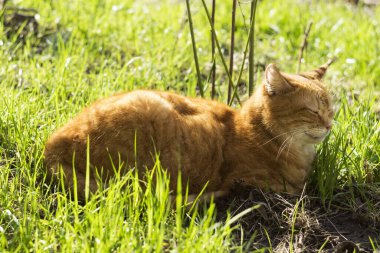 Kapalı gözlü, güzel bir kızıl kedi yeşil çimenlerin arasında güneşlenmekten zevk alır. Baharda evcil hayvan