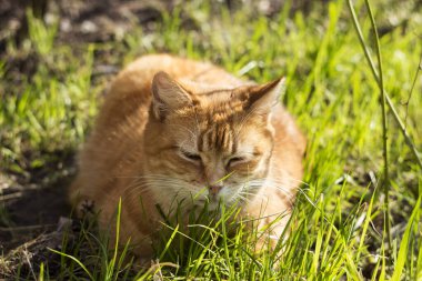 Kapalı gözlü, güzel bir kızıl kedi yeşil çimenlerin arasında güneşlenmekten zevk alır. Baharda evcil hayvan