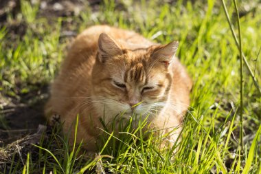 Kapalı gözlü, güzel bir kızıl kedi yeşil çimenlerin arasında güneşlenmekten zevk alır. Baharda evcil hayvan