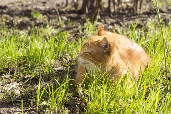 緑の草の間で太陽の下でリラックスして目を閉じた美しい生姜猫をお楽しみください 春のペット — ストック写真