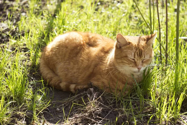 Krásná Zrzavá Kočka Zavřenýma Očima Užívá Odpočinku Slunci Mezi Zelenou — Stock fotografie