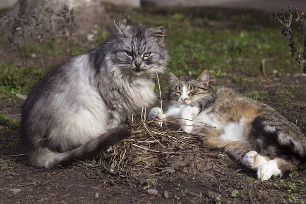 灰色の猫の美しいカップルは早春に地面に横たわっており 哺乳類のペットは休んでいます 動物の背景 — ストック写真