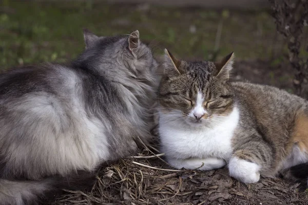 灰色の猫の美しいカップルは早春に地面に横たわっており 哺乳類のペットは休んでいます 動物の背景 — ストック写真