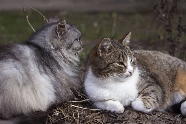 灰色の猫の美しいカップルは早春に地面に横たわっており 哺乳類のペットは休んでいます 動物の背景 — ストック写真