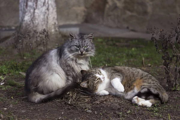 Güzel Bir Çift Gri Kedi Baharın Başlarında Yerde Yatıyor Memelilerin — Stok fotoğraf