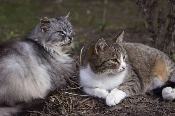 Güzel Bir Çift Gri Kedi Baharın Başlarında Yerde Yatıyor Memelilerin — Stok fotoğraf