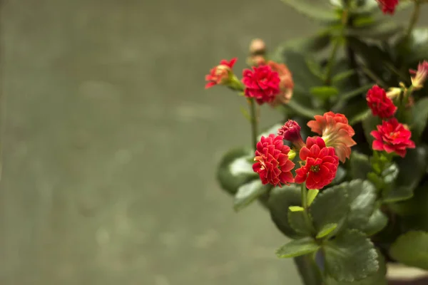 Röd Kalanchoe Blossfeldiana Med Frotté Kronblad Grön Bakgrund Blommande Hem — Stockfoto