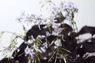 Çiçekli Oxalis nirengi - iç mekan bitkisi, mor yapraklı, beyaz arkaplan