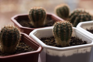 Pencere kenarındaki saksılarda küçük kaktüsler, arka plan