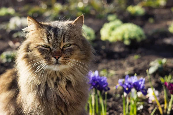 Fluffig Brun Katt Sitter Trädgård Nära Blommande Vårblommor Tidig Underdimensionerad — Stockfoto