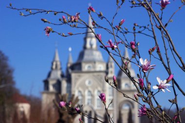 Terry Pembe Manolya baharda eski bir kilisenin arka planında çiçek açar. Vinnitsya 'da çok yapraklı manolya