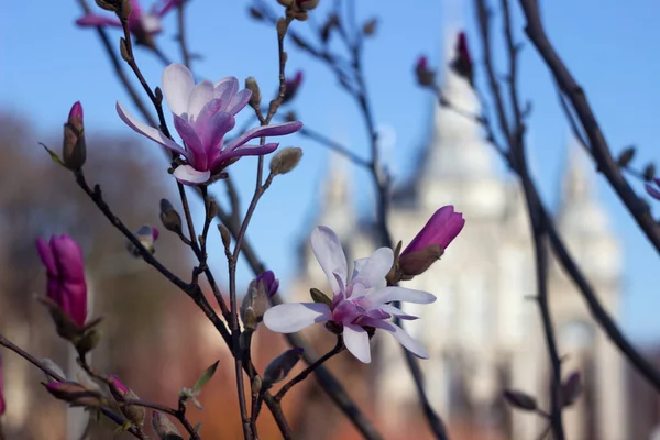 Terry pink magnolia blossoms against the background of an old church in spring, background. Multi-petal magnolia in Vinnitsya