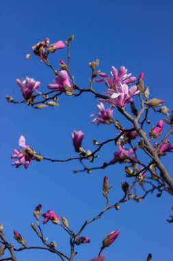 Mavi gökyüzünün arka planındaki Terry Pembe Manolya baharda açık havada çiçek açar. Pembe çiçekli ağaç, Vinnitsa 'da yumuşak multilobal manolya.