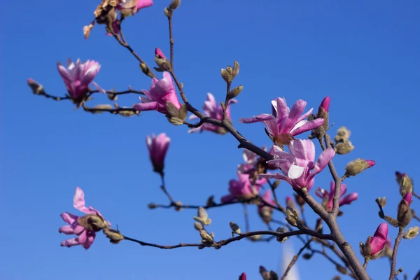 Террі Рожева Магнолія Тлі Блакитного Неба Розквітає Ясну Погоду Навесні — стокове фото