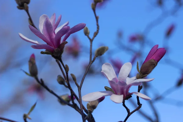Terry pink magnolia on a background of blue sky blooms in clear weather in spring. Tree with pink flowers, gentle multilobal magnolia in Vinnitsa