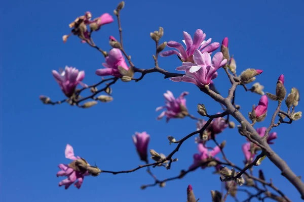 Террі Рожева Магнолія Тлі Блакитного Неба Розквітає Ясну Погоду Навесні — стокове фото