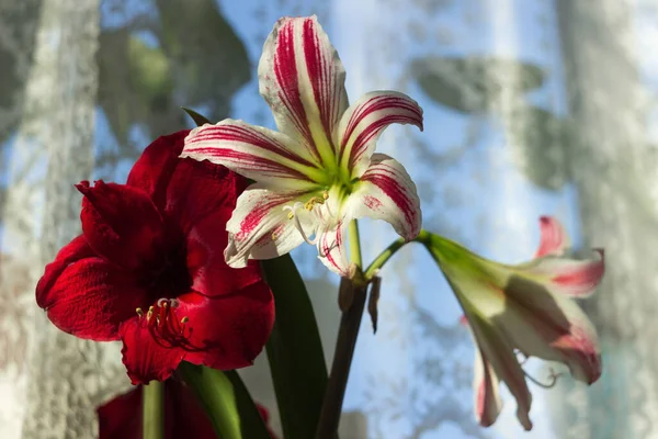 Blühende Rote Und Weiß Rosa Amaryllis Zarte Und Schöne Zimmerblume — Stockfoto