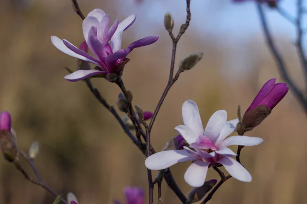 Terry pink magnolia blooms in clear weather in spring. Tree with pink flowers (gentle multilobal magnolia) on a background of forest, Vinnitsya