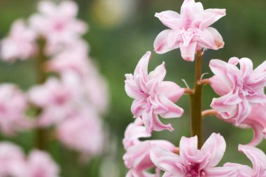 Pembe Terry Sümbül, bahar bahçesinde çiçek açar. Hyacinthus, çiçekli arka plan