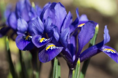 Mavi iris reticulata (iridodictyum reticulatum) - soğanlı bitkiler. Erken bahar çiçeği, çiçek arkaplanı. Makro