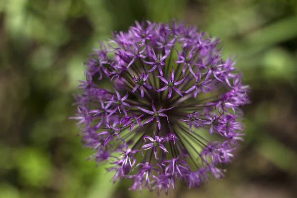 Allium Gladiator Bellissimi Fiori Lilla Giardino Pianta Bulbosa Ornamentale Sfondo — Foto Stock