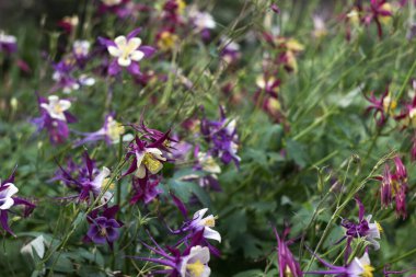 Aquilegia vulgaris, columbine (Avrupa Crowder-foot ve büyükannenin şapkası). Yumuşak yaz mor çiçekleri ortada beyaz taç yaprakları, çiçek arkaplanı