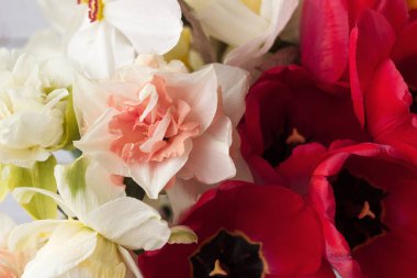 Farklı türde güzel nergisler, beyaz ahşap arka planda kırmızı laleler ve sümbüller.