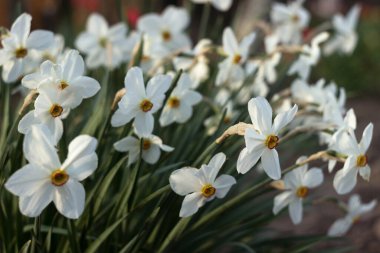 Çiçek tarhında sarı trompeti olan beyaz narsisli (Narcissus şiirsel). Bahçede beyaz bahar çiçekleri yetişir, arka planda