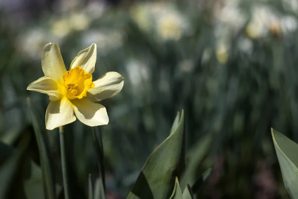 Gul Narcissus Med Gul Trumpet Rabatten Gul Fjäder Blommor Påskliljor — Stockfoto